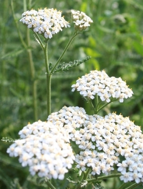 Schafgarbenkraut, geschnitten, 100 g