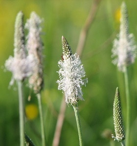 Wegerichkraut, gemahlen, 100 g