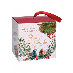 Rose von Jericho - Wunder der Weihnacht