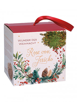Rose von Jericho - Wunder der Weihnacht